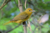 Summer Tanager