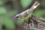 American Redstart