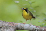 Kentucky Warbler