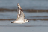 Sanderling