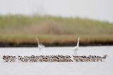 American Avocet