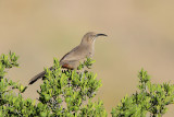 Crissal Thrasher