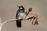 Acorn Woodpecker