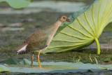Purple Gallinule