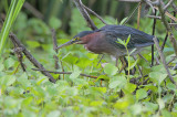 Green Heron