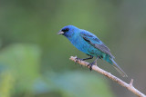 Indigo Bunting