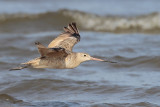 Marbled Godwit