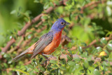 Painted Bunting