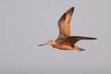 Marbled Godwit