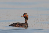 Eared Grebe