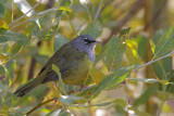 MacGillivrays Warbler