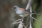Dark-eyed Junco