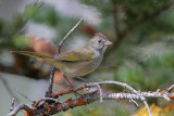 Green-tailed Towhee