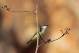 Thick-billed Kingbird