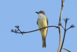 Thick-billed Kingbird