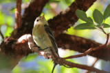 Buff-breasted Flycatcher