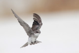 Tree Swallow