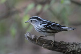 Black-and-white Warbler