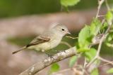 Northern Beardless-Tyrannulet