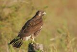 White-tailed Hawk