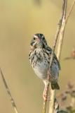 Savannah Sparrow