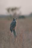 Great Horned Owl