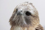Red-tailed Hawk