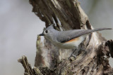 Tufted Titmouse