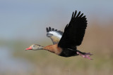 Black-bellied Whistling-Duck