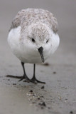 Sanderling