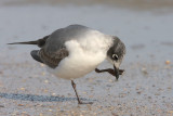 Franklins Gull