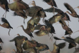 White-faced Ibis