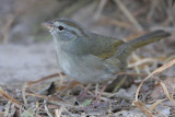 Olive Sparrow