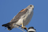 White-tailed Hawk