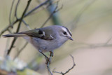 Golden-crowned Kinglet