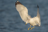 Ring-billed Gull