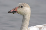 Snow Goose