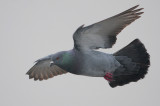 Rock Pigeon