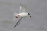 Forsters Tern