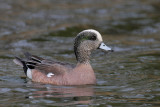 American Wigeon