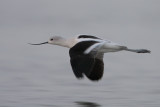 American Avocet