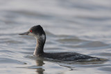 Eared Grebe