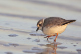 Piping Plover