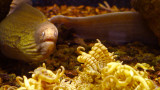 Red Sea Eel, Aquarium, Aqaba, Jordan, 2011
