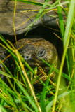 Galapagos Giant Tortoise, Cerro Mesa Plantation, Santa Cruz Island, The Galapagos, Ecuador, 2012