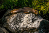 Sleeping Sea Lion, Santa Fe Island, The Galapagos, Ecuador, 2012