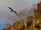 Frigatebird, Punta Carrion, Isabela Island, The Galapagos, Ecuador, 2012
