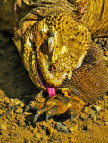 Land Iguana, Urbina Bay, Isabela Island, The Galapagos, Ecuador, 2012