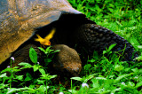 Yellow Warbler monitoring the lunch of a Galapagos Tortoise, El Chato, Santa Cruz Island, The Galapagos, Ecuador, 2012