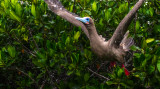 Red footed Booby takes flight, Darwin Bay, Genovesa Island, The Galapagos, Ecuador, 2012